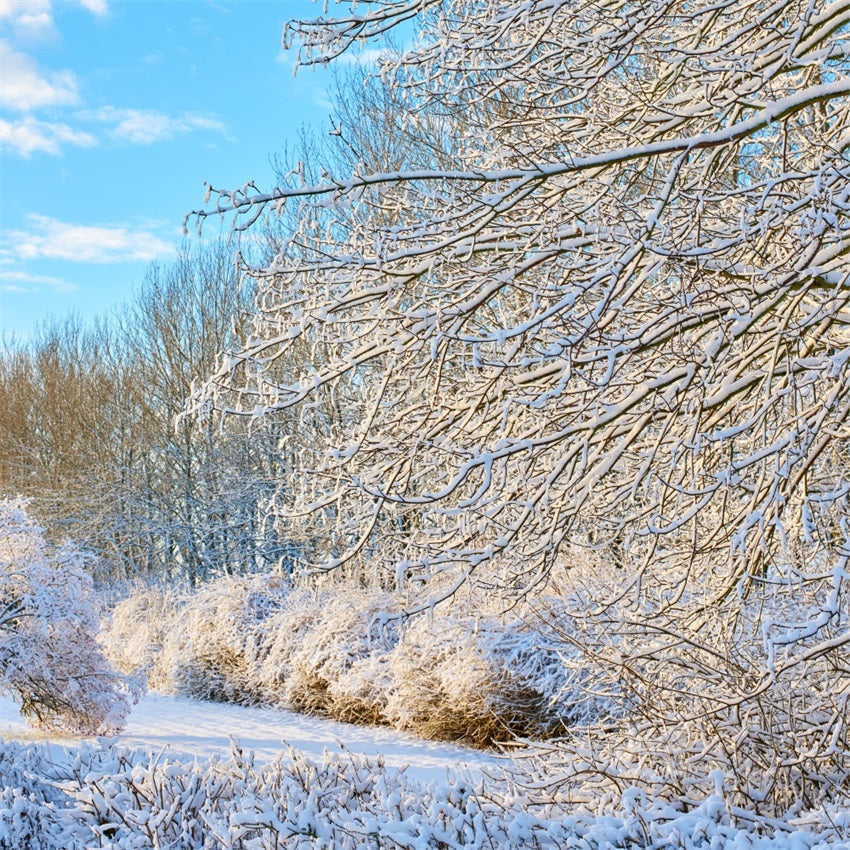 Toile de fond Hiver Branches Givrées Ciel Clair BRP11-68