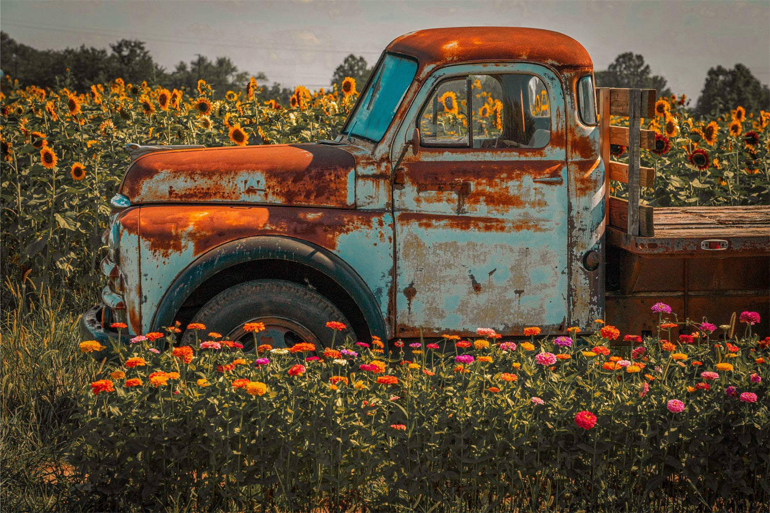 Toile de fond de ferme avec tournesols et camion en automne BRP7-115