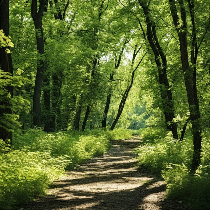 Toile de Fond Bois Photo Sentier Ensoleillé Forêt Luxuriante CJJ2-121