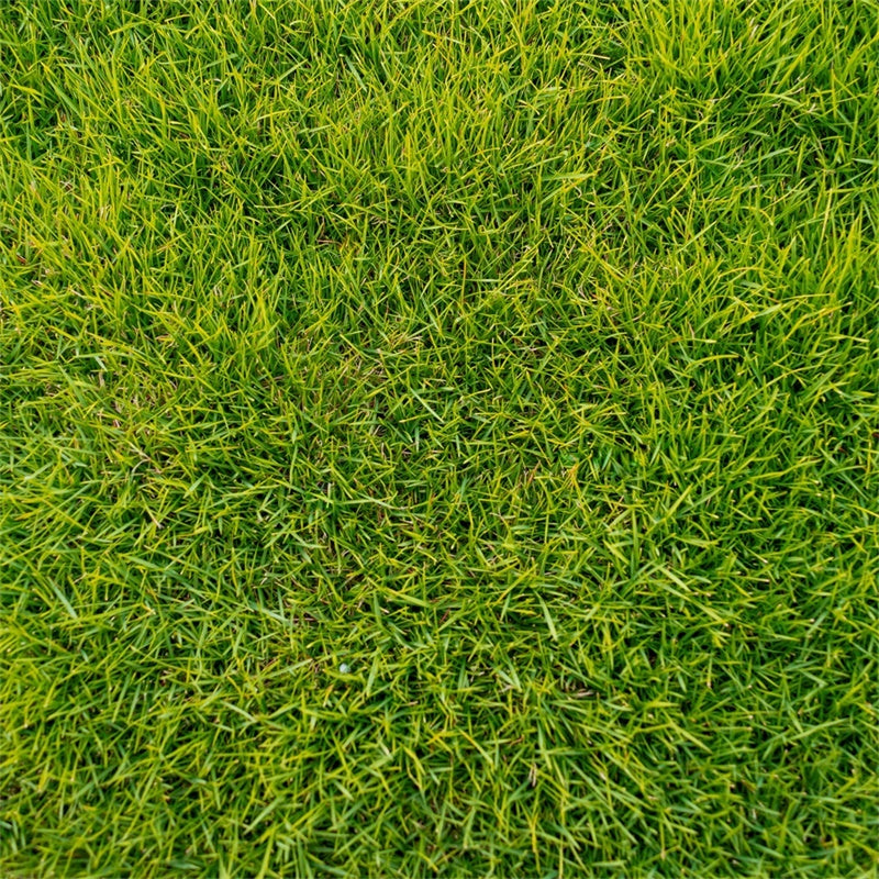 Toile de fond sol photographie Herbe verte luxuriante LXX2-227