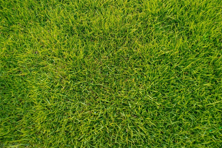 Toile de fond sol photographie Herbe verte luxuriante LXX2-227