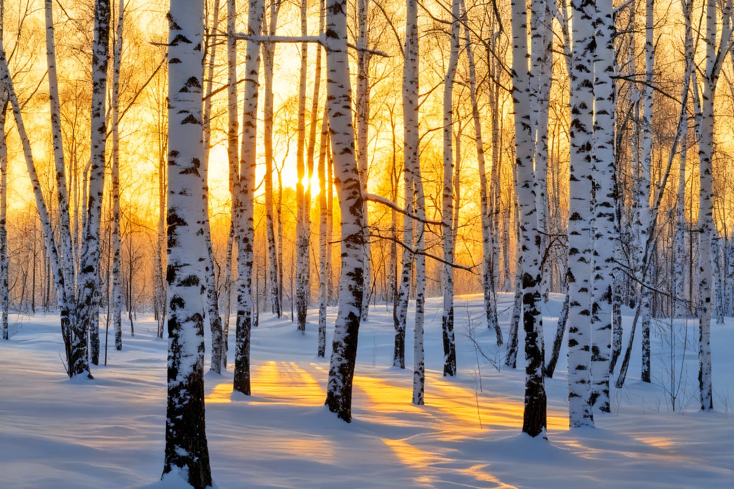 Fond forêt hivernale Lever de soleil doré Bouleau féérique Fond hivernal LXX510-87