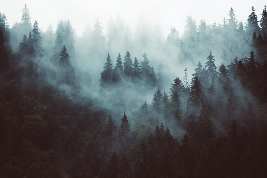 Hiver Brumeux Forêt Boisé Scénario Toile de fond M10-63