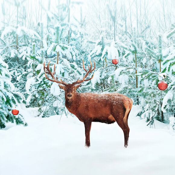 Noble Cerf Rouge Hiver Neige Forêt Toile de fond M11-14