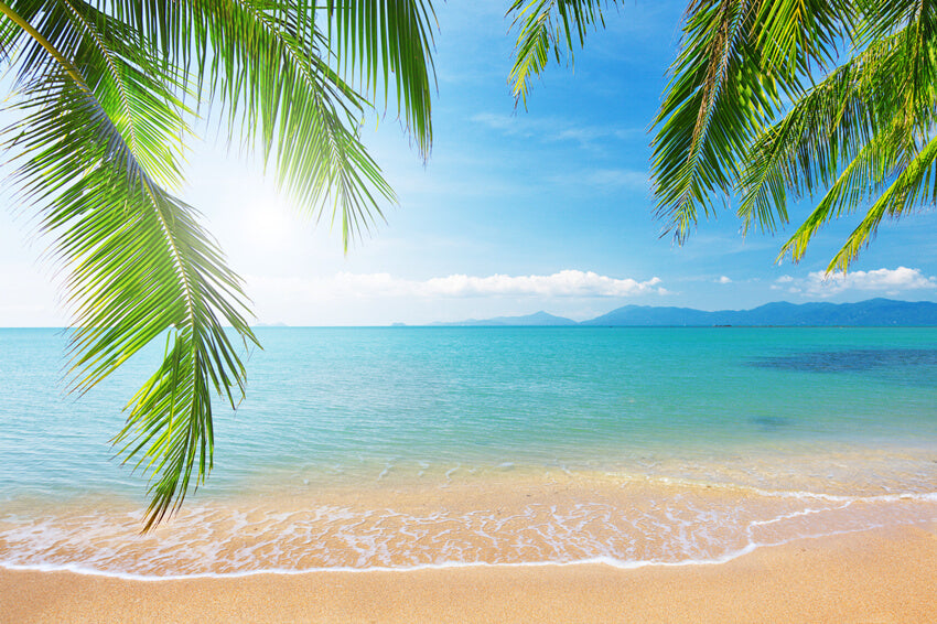 Palmier Plage Tropicale Photographie Toile de Fond M5-117