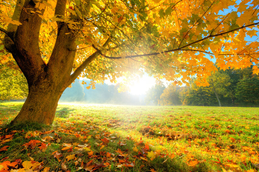 Toile de Fond Érable Automne Paysage Photographie M6-102