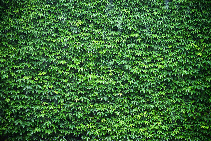 Toile de Fond Mur Vert Ivy pour Photo Booth M6-117