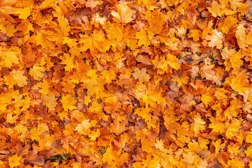 Automne Doré Feuilles D'érable Photographie Toile de Fond M6-97
