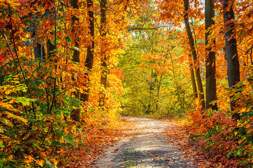 Belle Toile de Fond D'arbres D'érable de Voie de Forêt D'automne M6-99