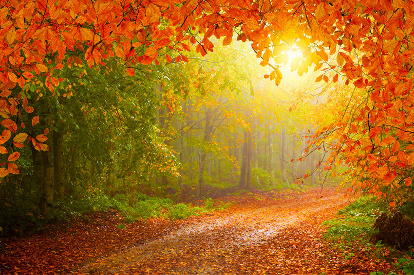 Toile de Fond Forêt d'Automne Feuilles d'Erable Scénario M8-28