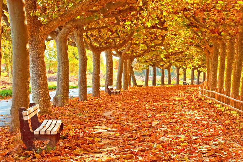 Toile de Fond Feuilles d'Erable d'Automne Chemin pour photo M8-29