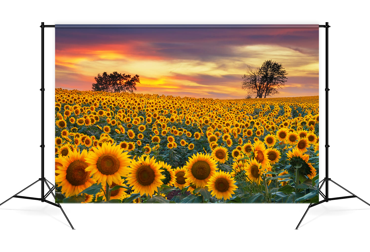 Toile de Fond Ferme Champ pour Photo M8-53