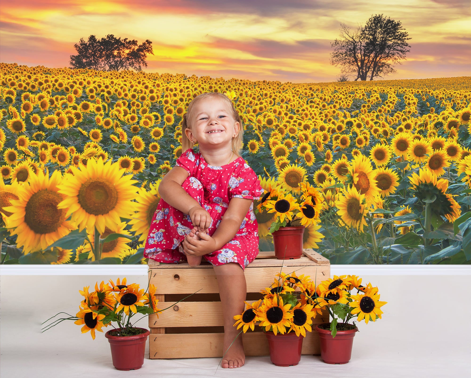Toile de Fond Ferme Champ pour Photo M8-53