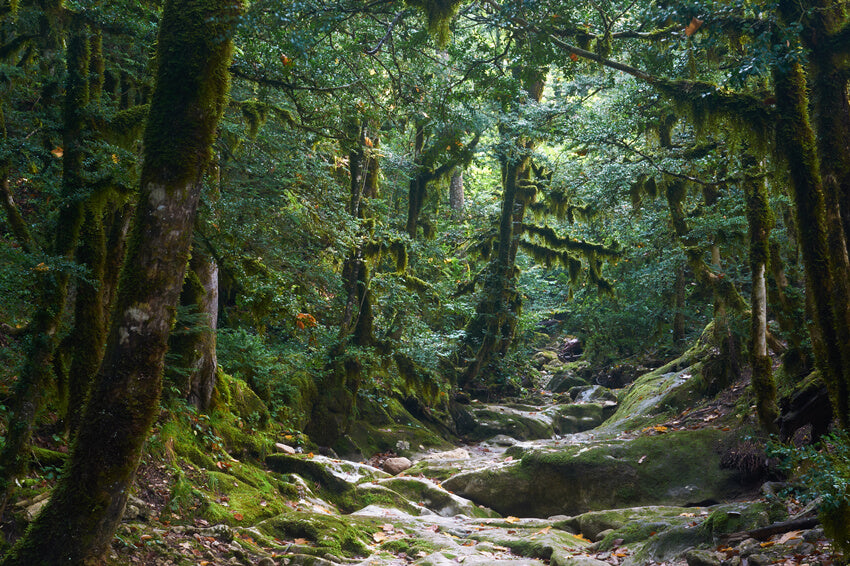 Toile de Fond Mystérieux Sentier Jungle Photographie M9-57