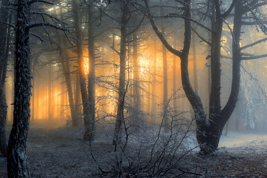 Toile de Fond Hiver Forêt Enneigée Aube Soleil Ombre M9-60