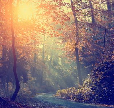 Forest Tree Sunshine Road Backdrop for Photography F-172