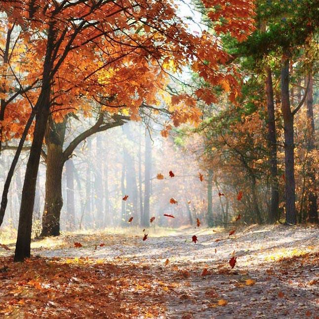 Toile de fond Automne Feuilles Jaunes Photo G-593