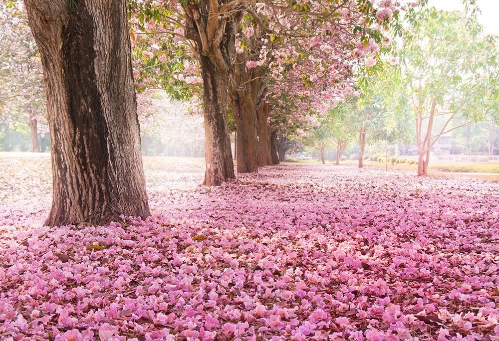 Toile de fond de route de fleur rose pour la photographie d'événements HJ04111