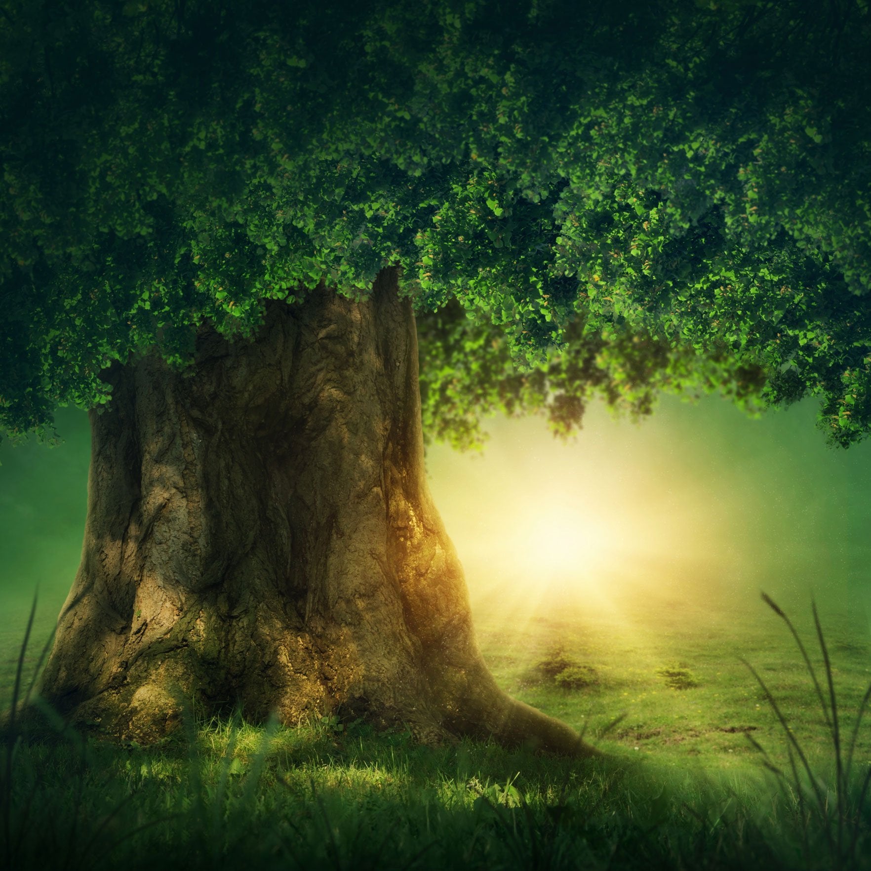 Forest Tree Sunlight Backdrops for Photo Studio G-487