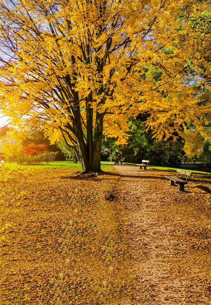 Autumn Yelllow Leaves Tree Backdrop for Photo Studio MR-2115