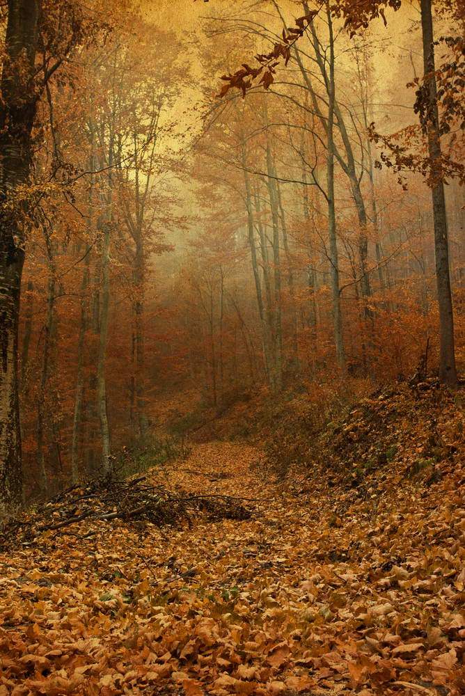 Autumn Yelllow Leaves Forest Landscape Photo Backdrop MR-2245