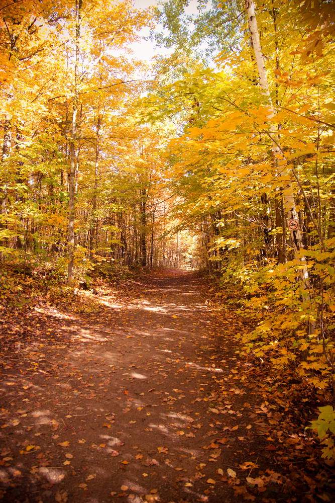 Autumn Yelllow Leaves Fall Nature Forest Photo Backdrop MR-2271
