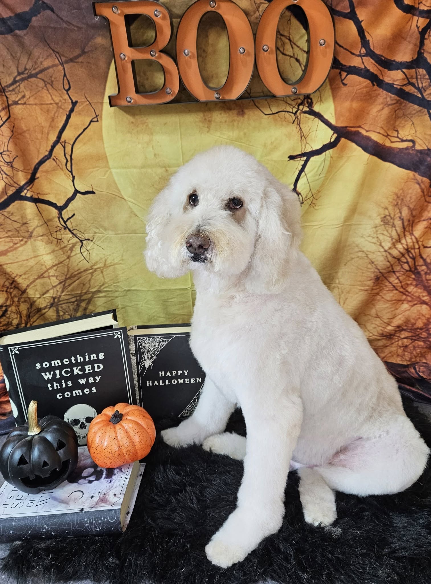 Toile de Fond Halloween Lune Brune effrayante M8-47