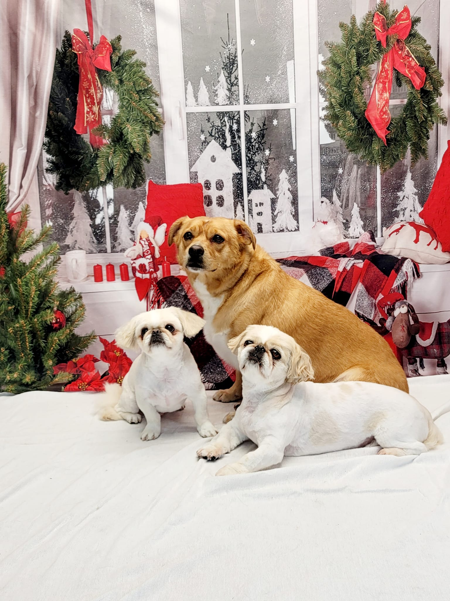 Toile de fond de décor de Noël de fenêtre   DBD-H19180