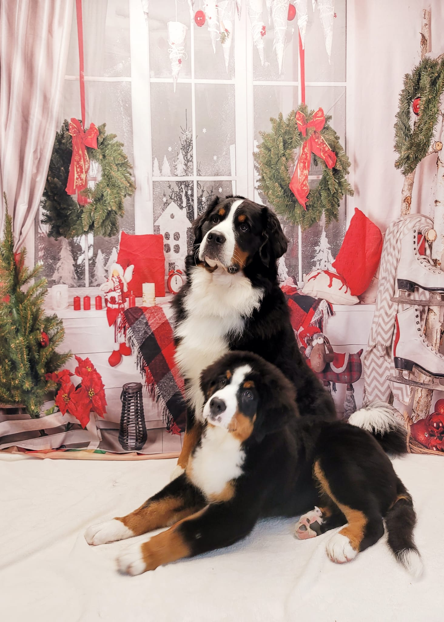 Toile de fond de décor de Noël de fenêtre   DBD-H19180