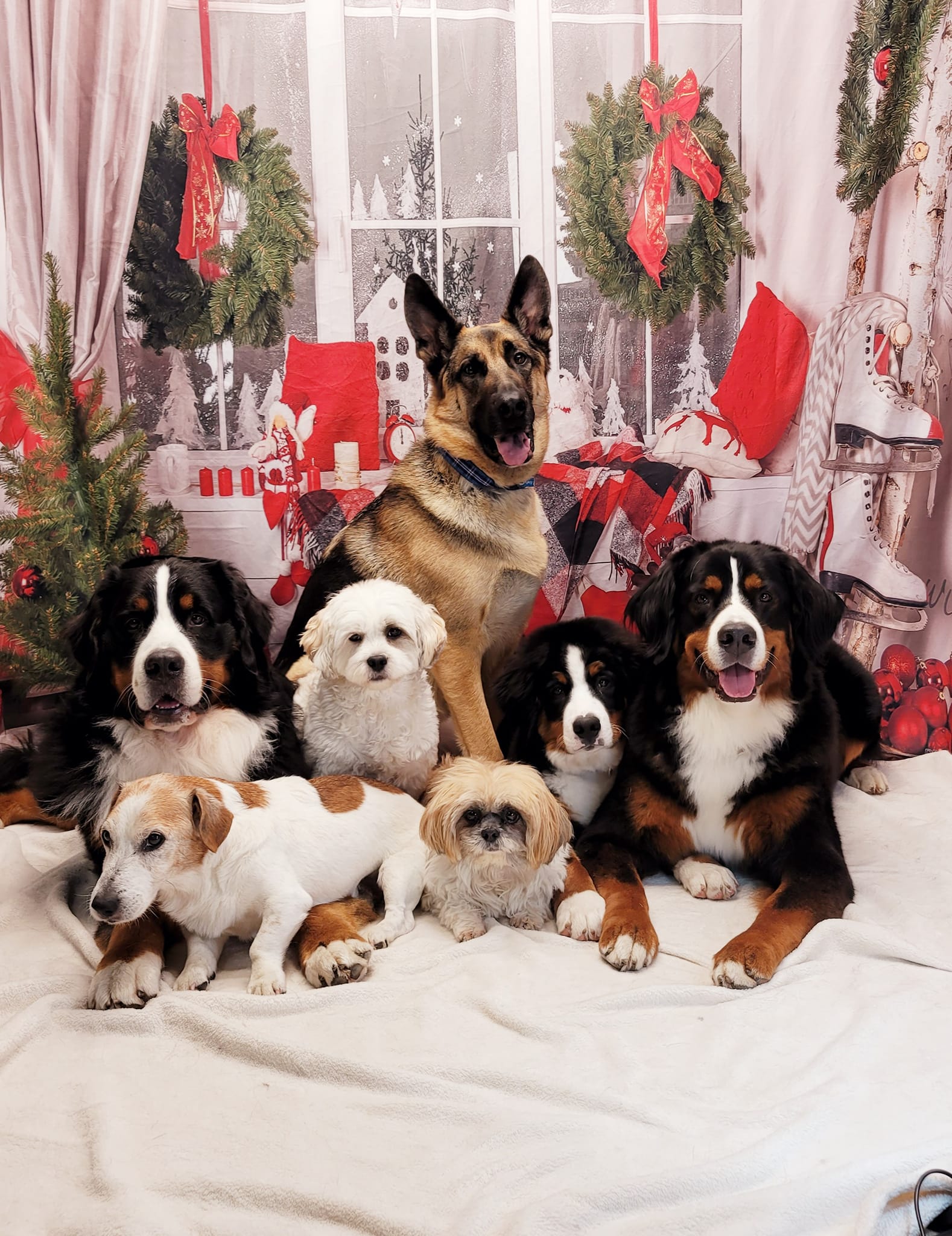 Toile de fond de décor de Noël de fenêtre   DBD-H19180