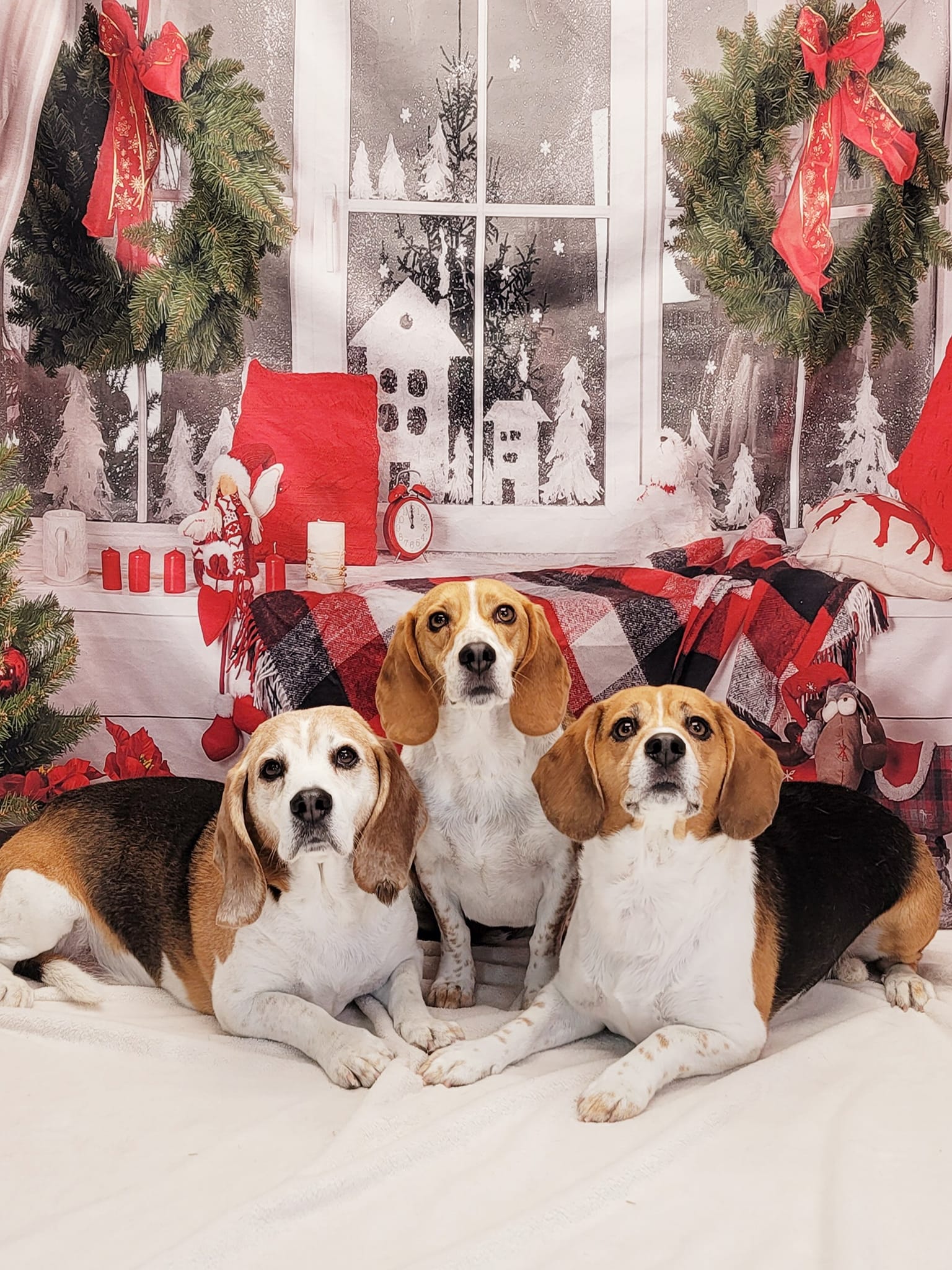 Toile de fond de décor de Noël de fenêtre   DBD-H19180