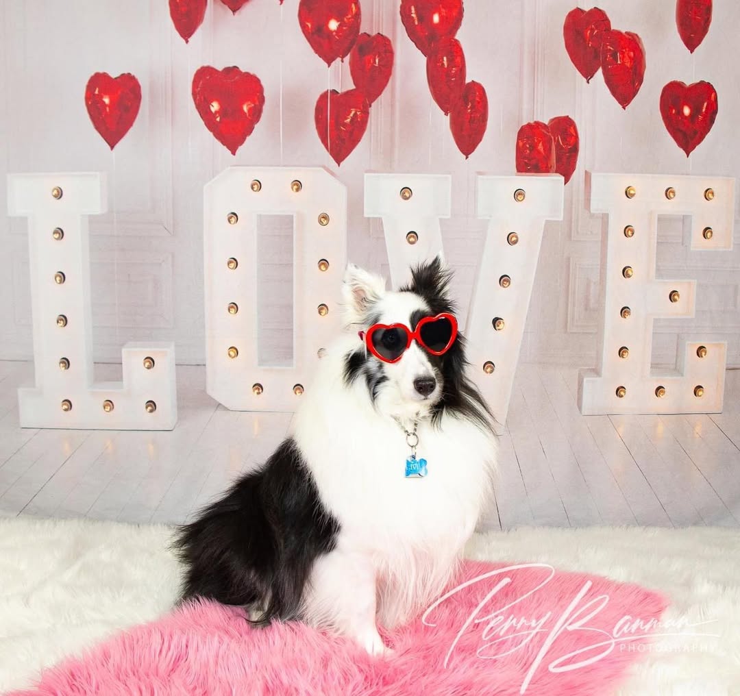 Saint Valentin Ballons Coeur Rouge LOVE Toile de Fond SH-856