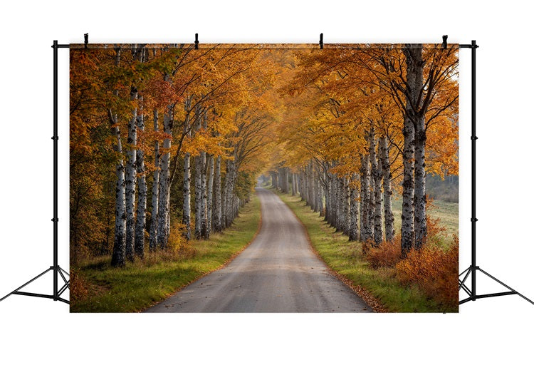 Automne Toile de Fond Sentier Forêt Bouleaux BRP10-237
