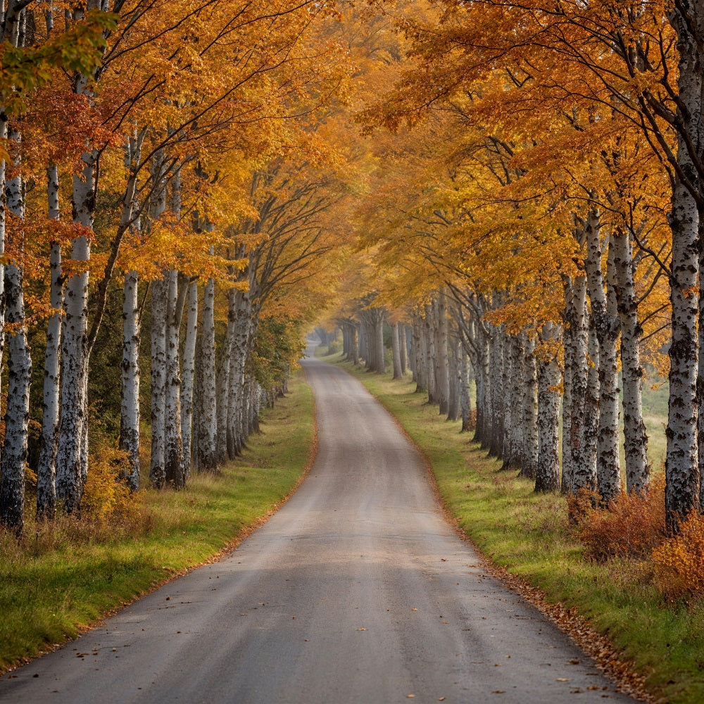 Automne Toile de Fond Sentier Forêt Bouleaux BRP10-237