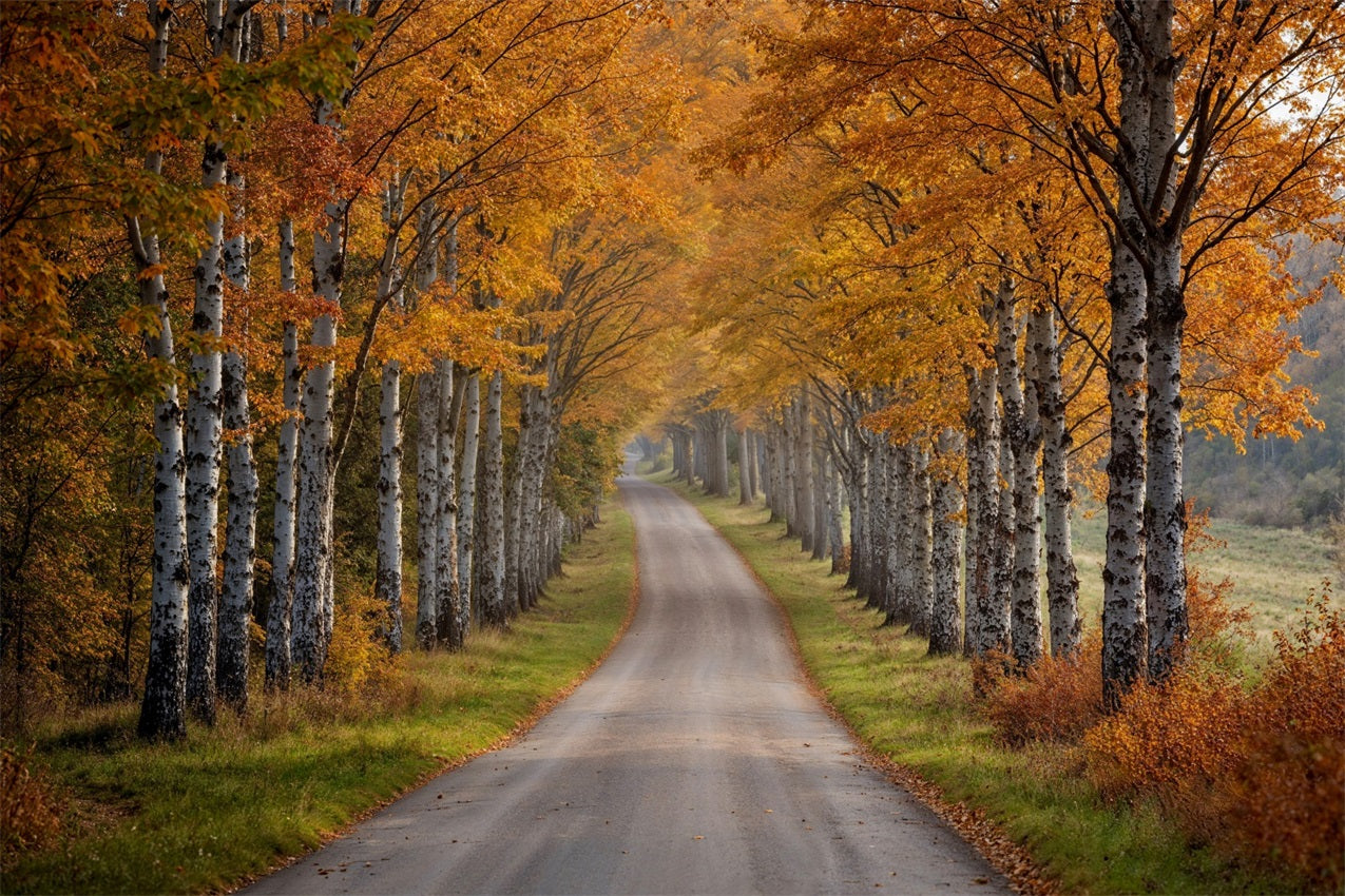 Automne Toile de Fond Sentier Forêt Bouleaux BRP10-237