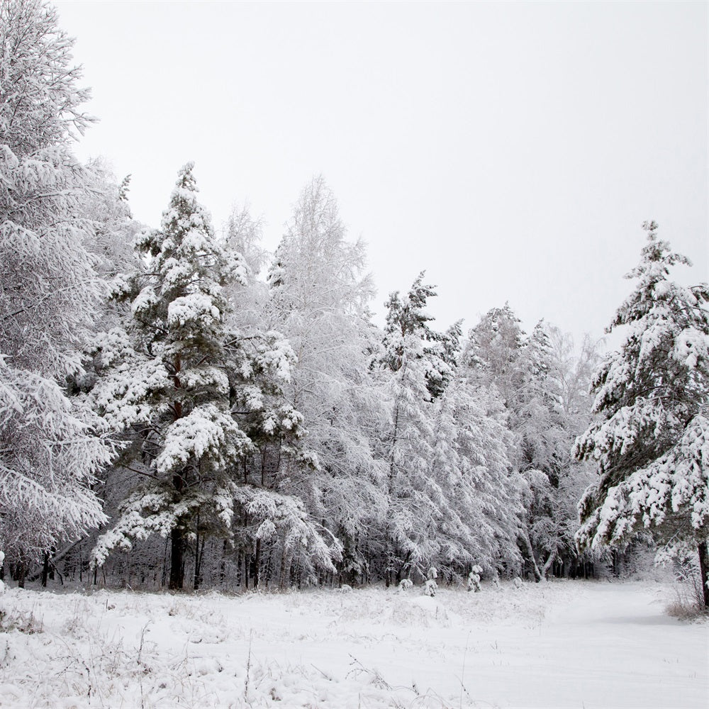 Toile de fond Paysage Enneigé Branches Givrées Hiver BRP11-4