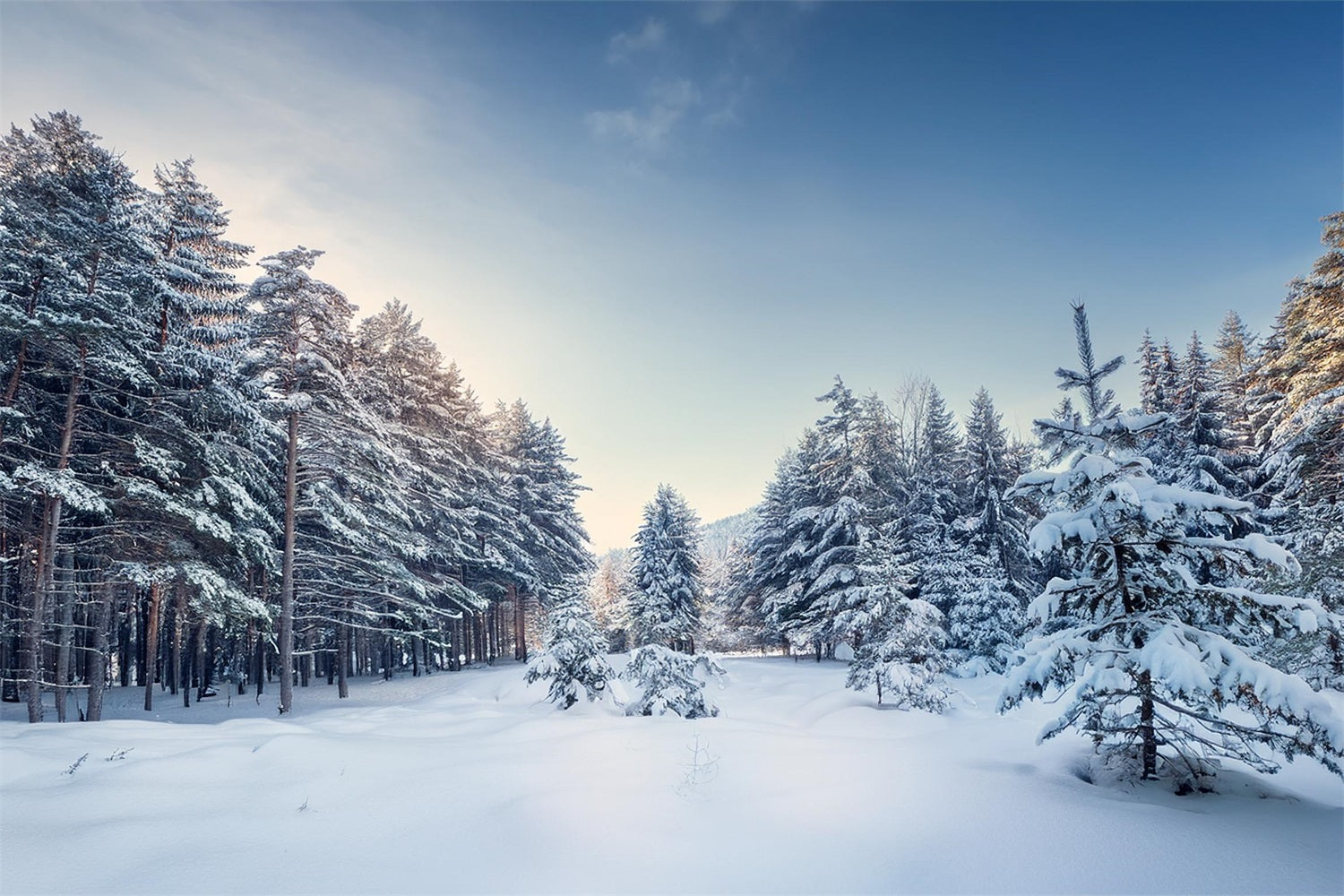 Toile de fond Hiver Paysage Serein de Pins BRP11-490