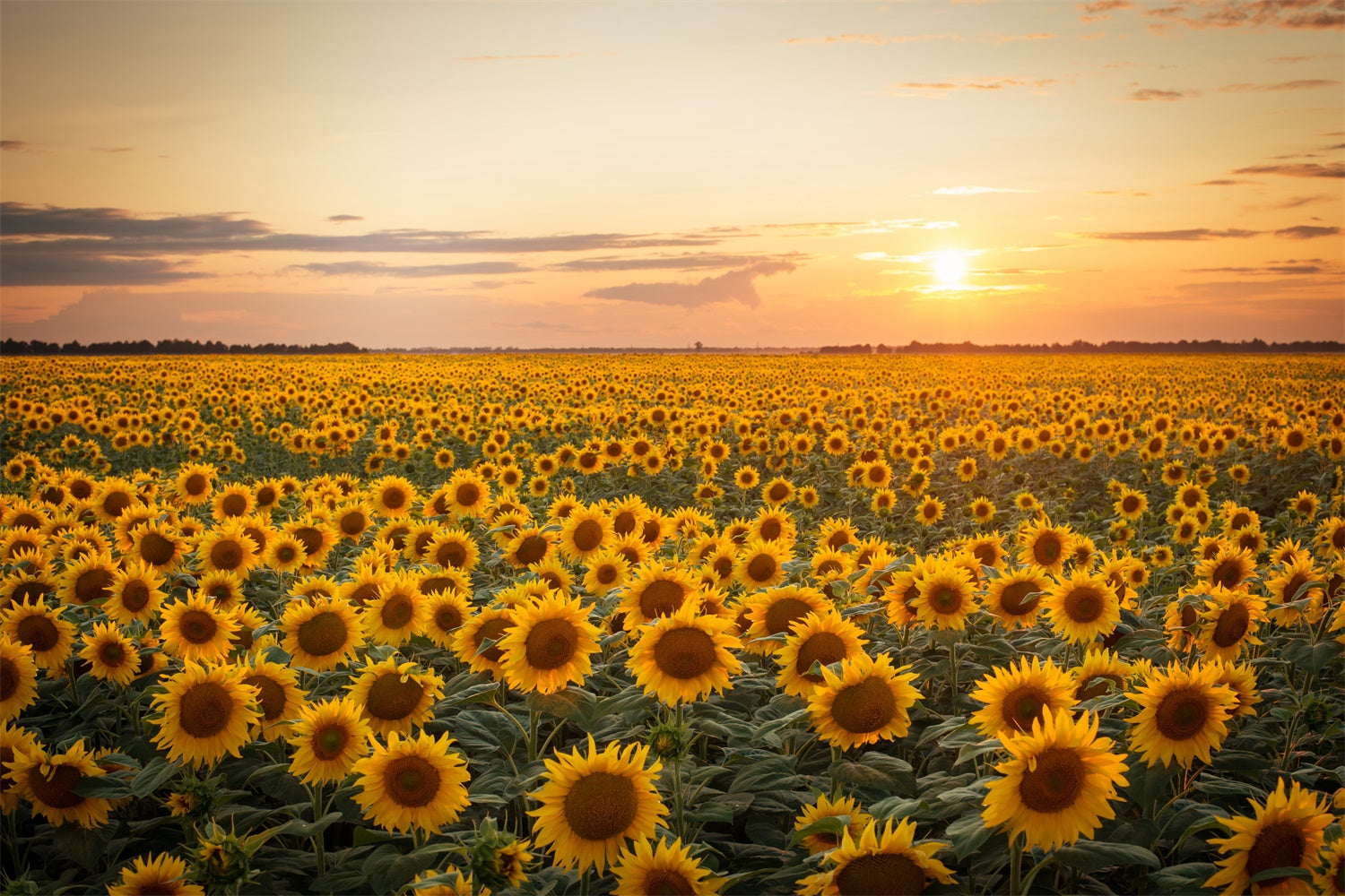 Toile de fond de coucher de soleil avec tournesols d'automne BRP7-118