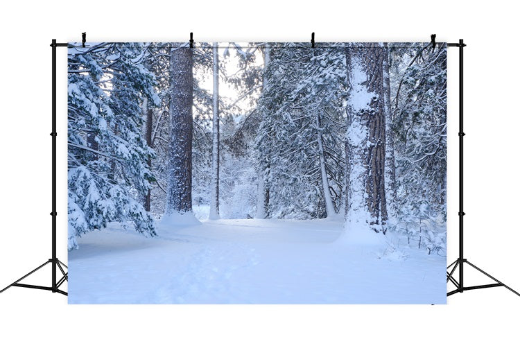 Toile de fond Sentier boisé enneigé Pins hivernaux BRP9-227