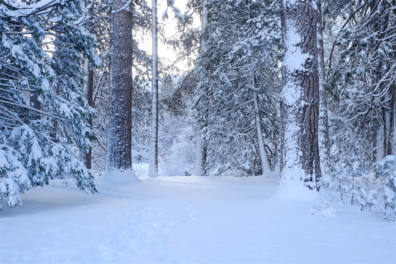Toile de fond Sentier boisé enneigé Pins hivernaux BRP9-227