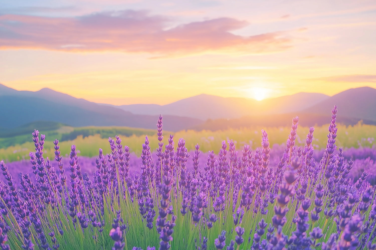 Toile de fond Fleurs Violettes Champ Lavande Coucher Soleil Photographie GQ4-27
