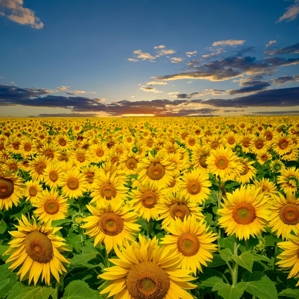 Toile de fond Été Champ de Tournesols Dorés Coucher de Soleil GTY3-381