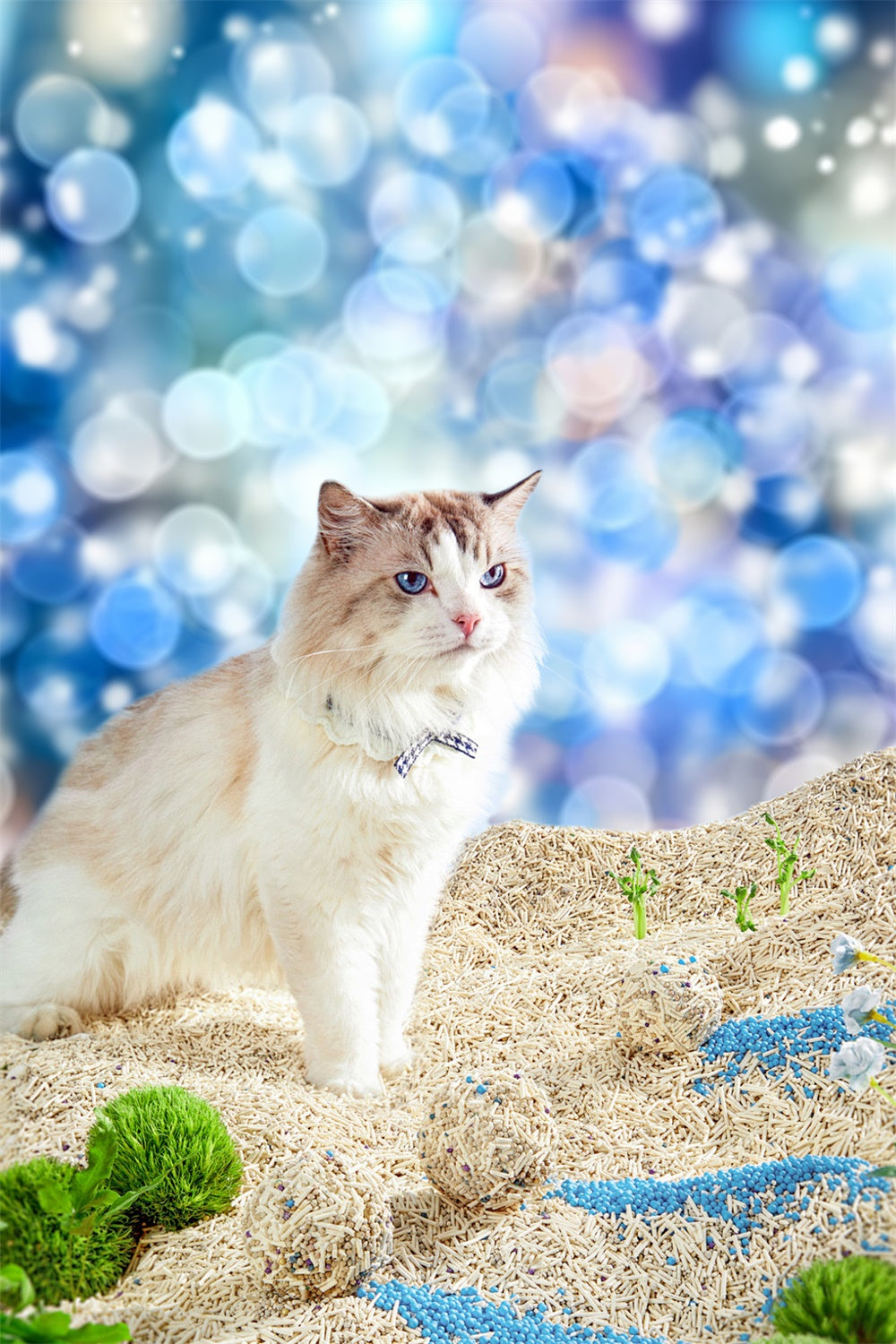 Toile de fond Animal de compagnie Lumière Bleue Effet Bokeh LXX1-290