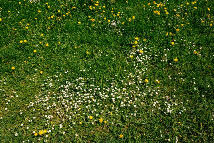 Toile de fond photo sol Prairie sauvage verdoyante LXX2-228