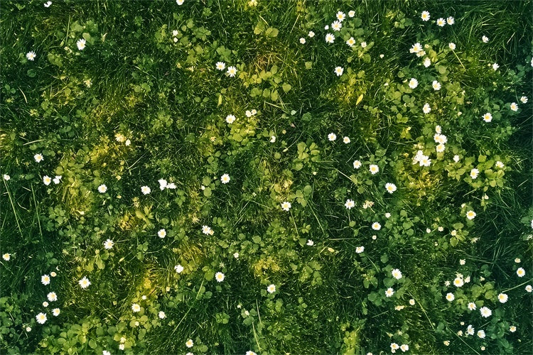 Toile de fond sol Pétales blancs et prairie verte LXX2-229