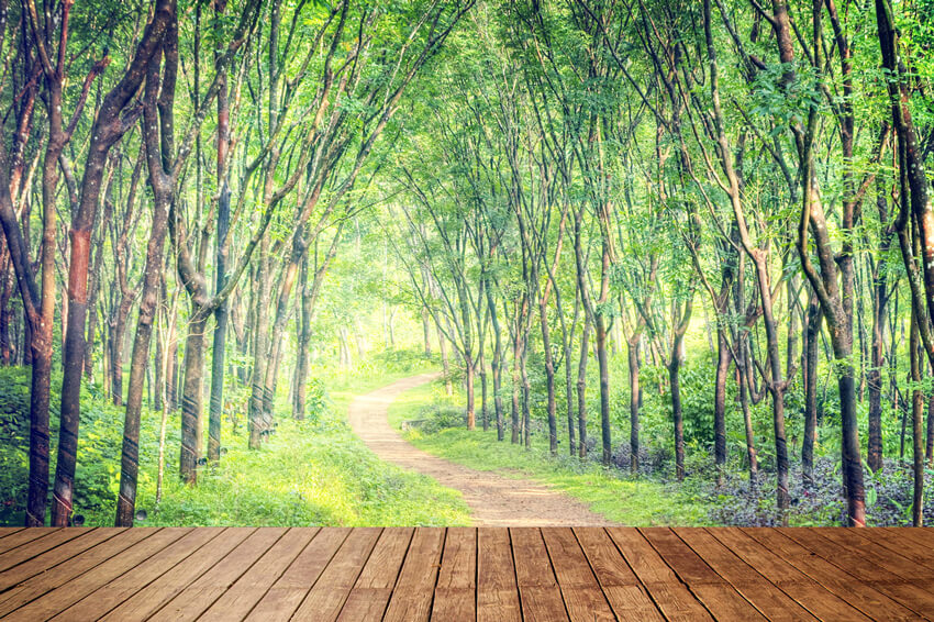 Arbres de la Voie Forestière Toile de Fond de Plancher en Bois M5-161