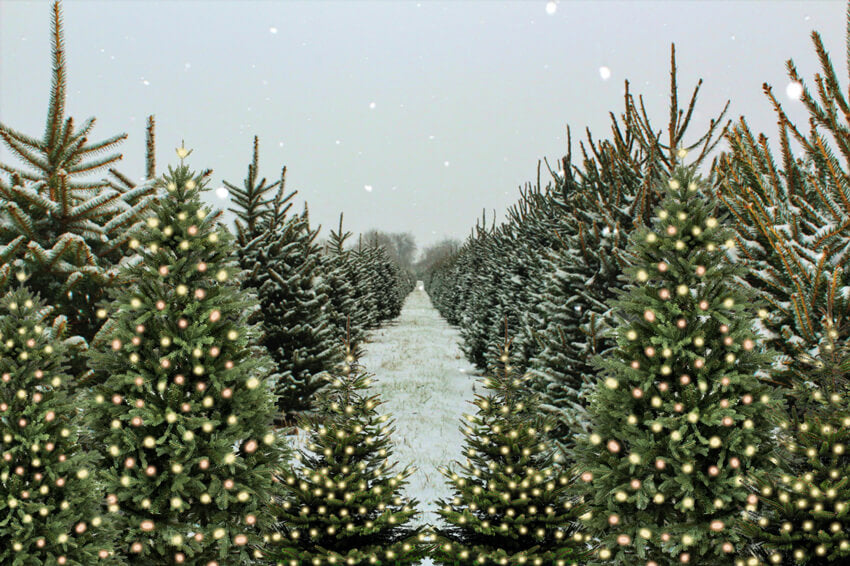 Arbre de Noël Ferme Hiver Neige Toile de Fond M6-147