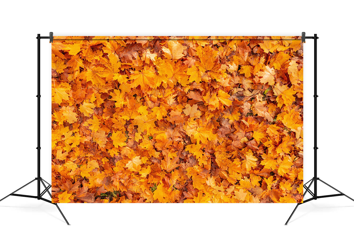 Automne Doré Feuilles D'érable Photographie Toile de Fond M6-97