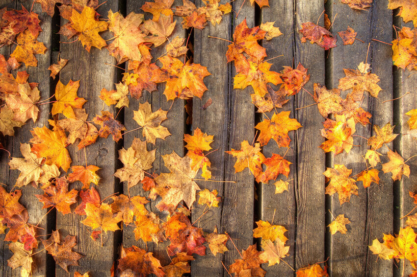 Feuilles d'érable sur Fond d'automne en Bois M6-98