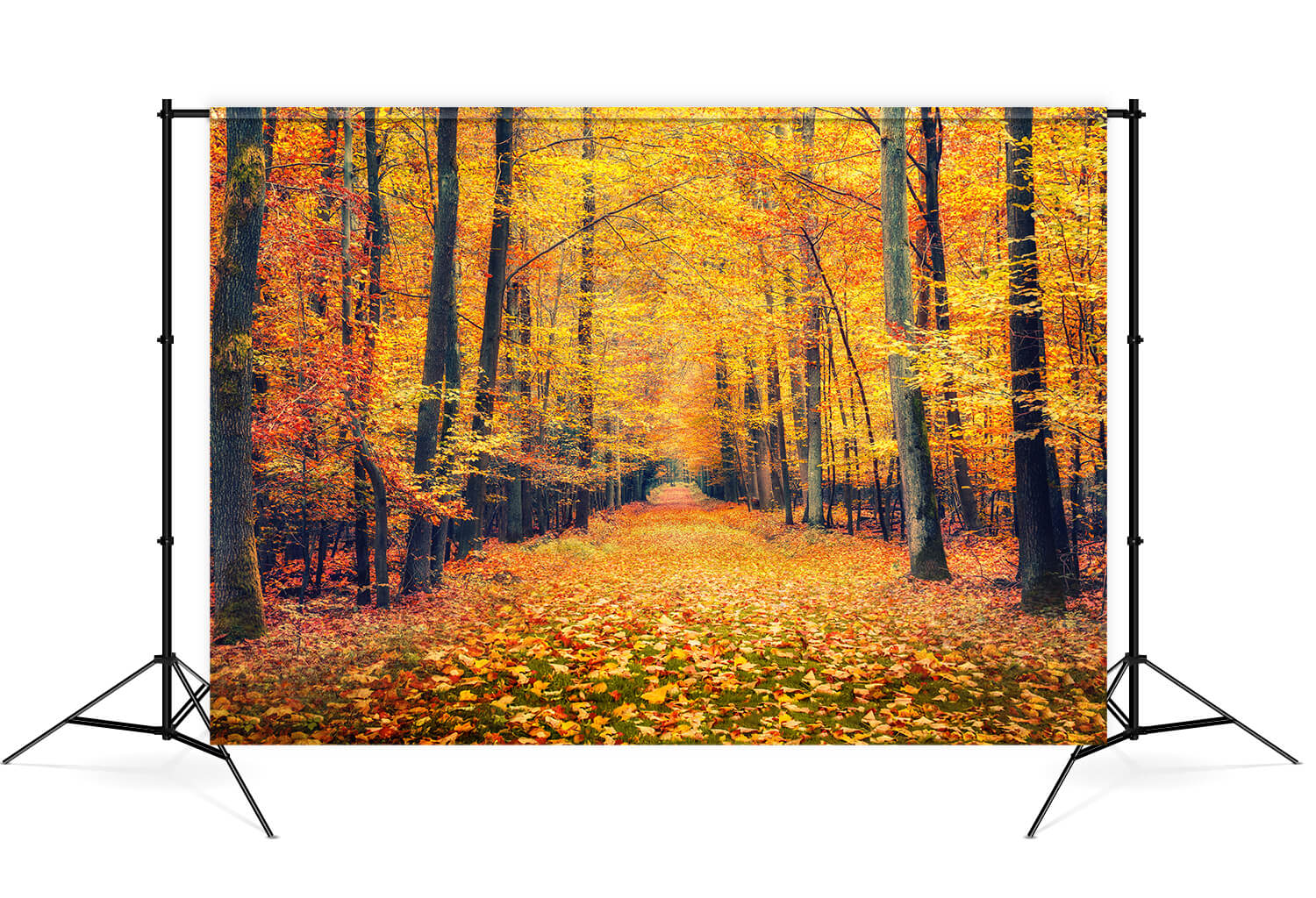 Toile de Fond de Paysage de Feuilles D'érable de Forêt d'Automne M7-86